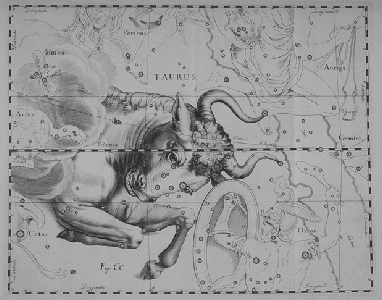 Taurus: The Bull